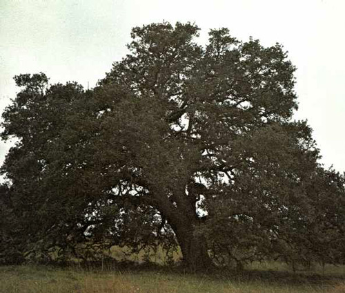 Dueling Oak-1969